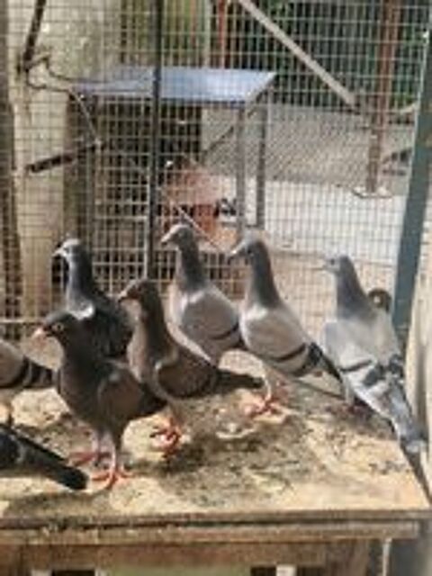   Jeune pigeon voyageur bague jamais sorti  