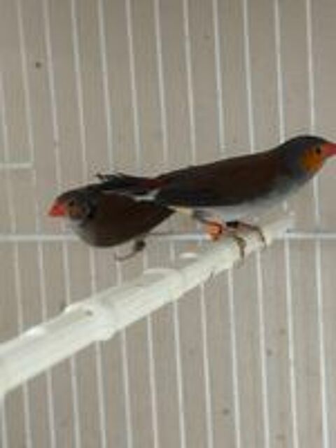   Oiseau couple exotique rare 