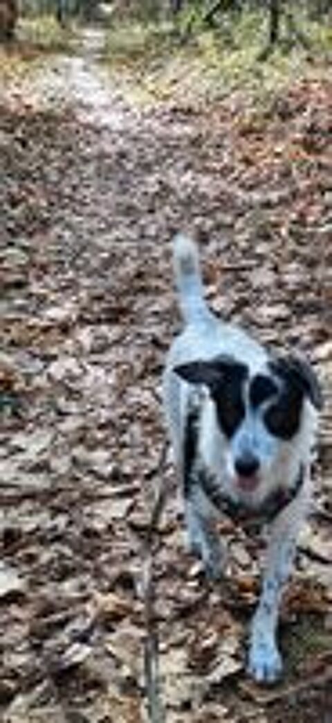   Domino � l'adoption  