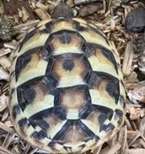   Tortues Hermann 