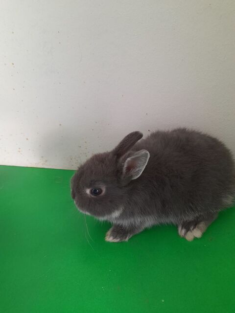 LAPINS NAINS 20 67150 Gerstheim