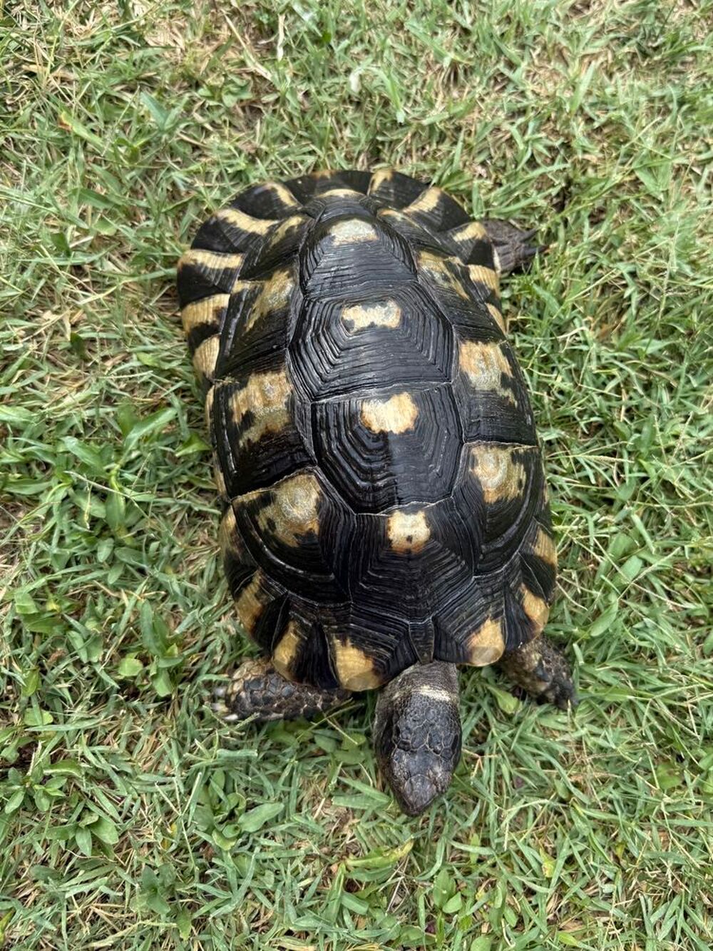   Tortue femelle marginata 20ans 