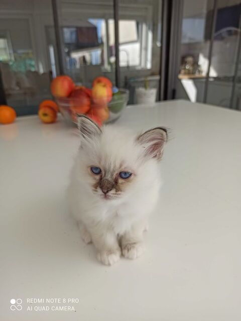 Chatons sacré de Birmanie LOOF, 2 femelles et un mà¢le. 1000 59000 Lille