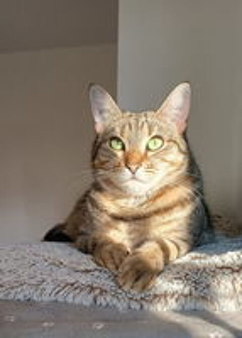   ISO FEMELLE TIGREE 2 ANS 1/2 