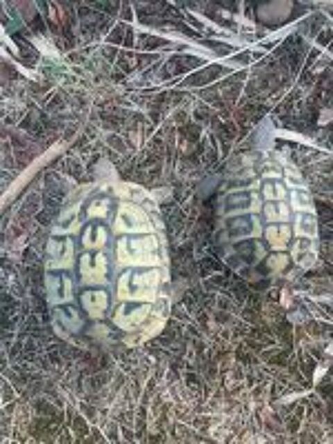   couple tortues terre 