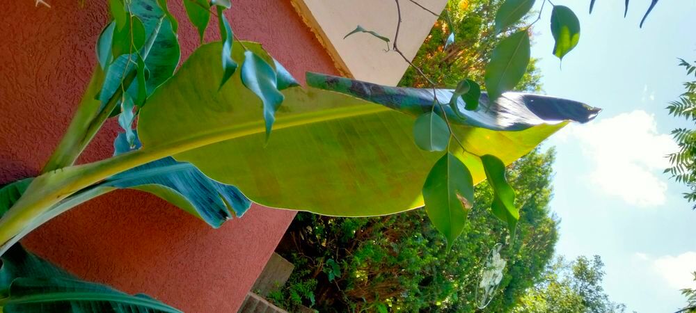 Bananier Jardin