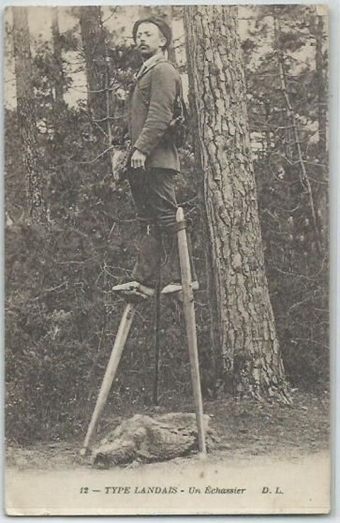 Type landais un echassier 5 Castel-Sarrazin (40)