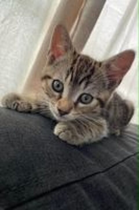   Chaton Tigré Male à l'adoption 