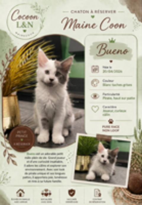   Chaton Mainecoon 