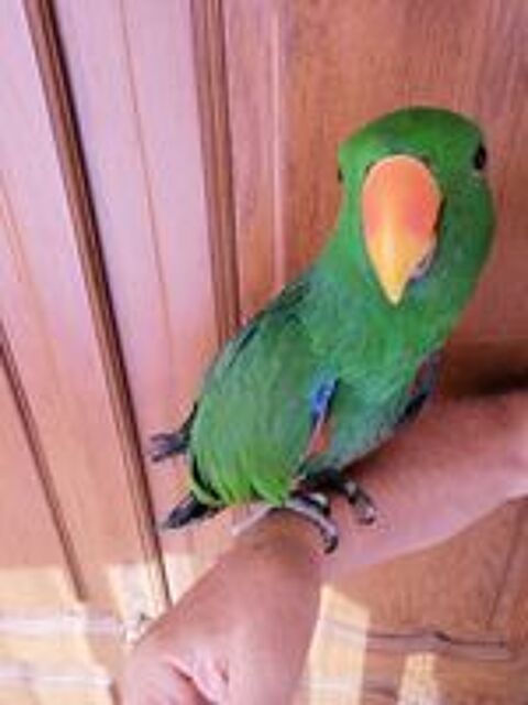   Eclectus polychloros 