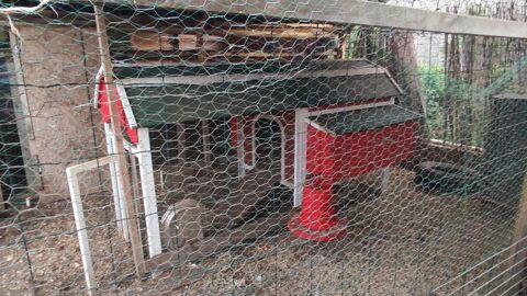 5 poules pondeuses agees de 2 ans 50 83400 Hyères