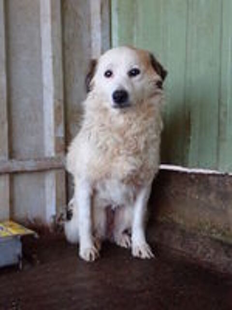   Mandragore � l'adoption 