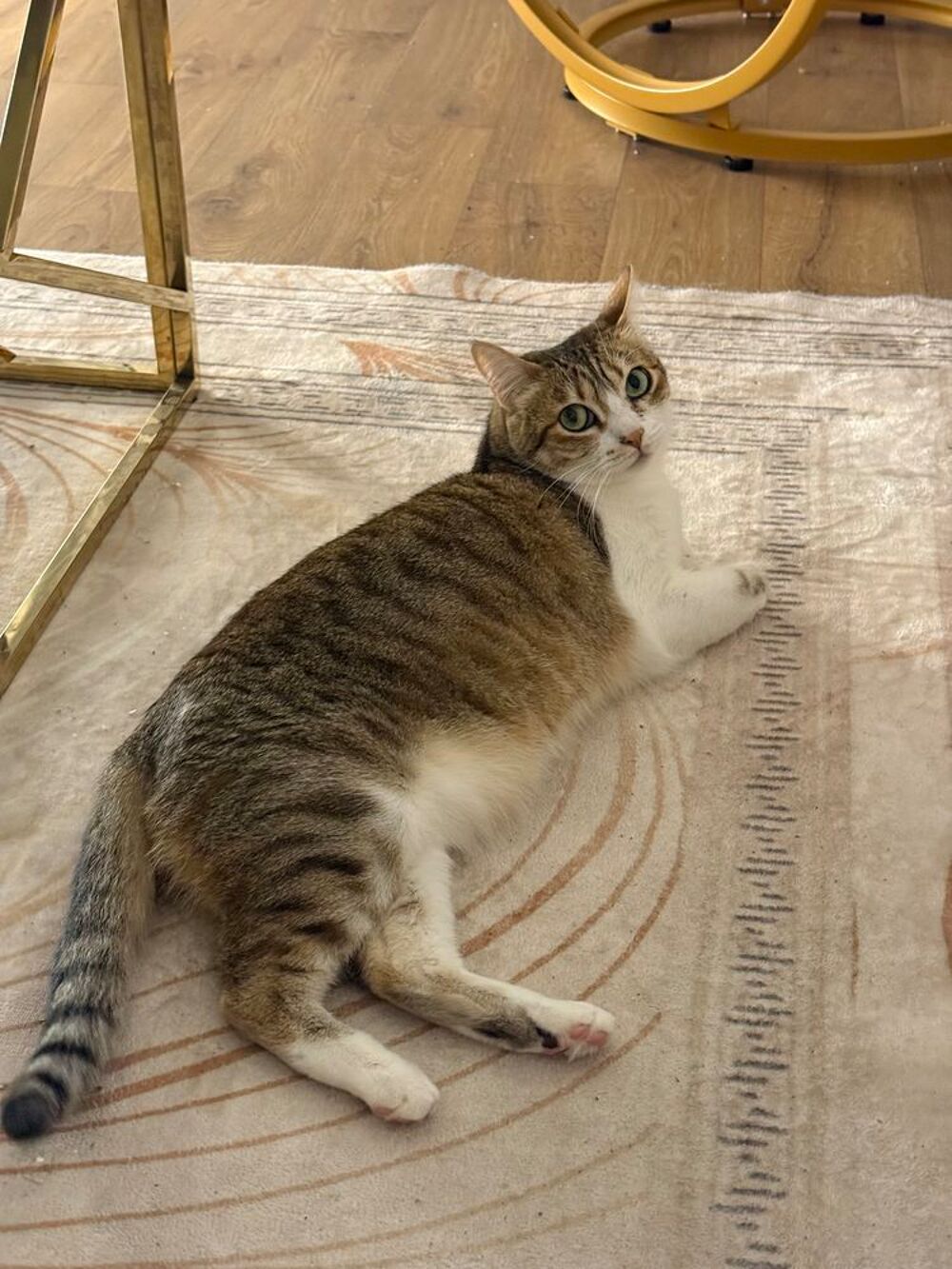   Don chat femelle âgée de 4 ans. 
