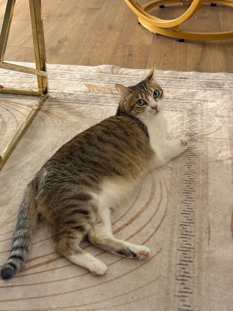 Don chat femelle &acirc;g&eacute;e de 4 ans. 0 91300 Massy
