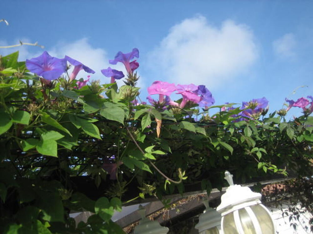 jolie fleur ipom&eacute;e bleue et rare Jardin