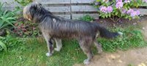   donne chien race drahthaar 3 ans 