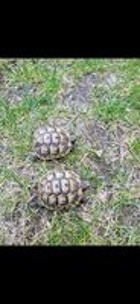   Petite tortue graeca  née en 2025   