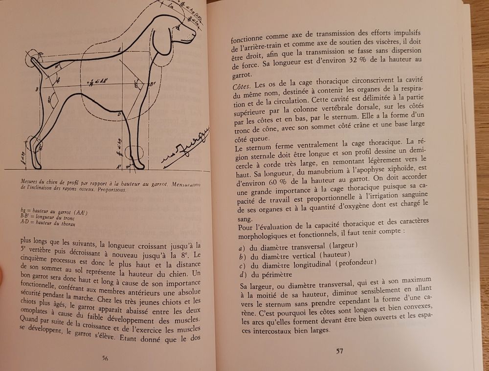 Le caniche : 1 livre sur l'&eacute;ducation et les soins du caniche Livres et BD