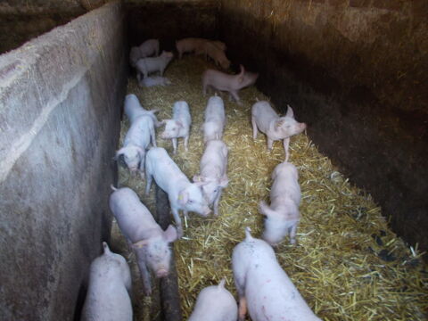 porcelet 02300 Caumont