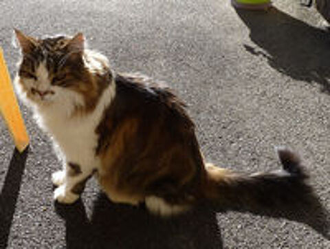   Perdu chat type croisé norvégien  