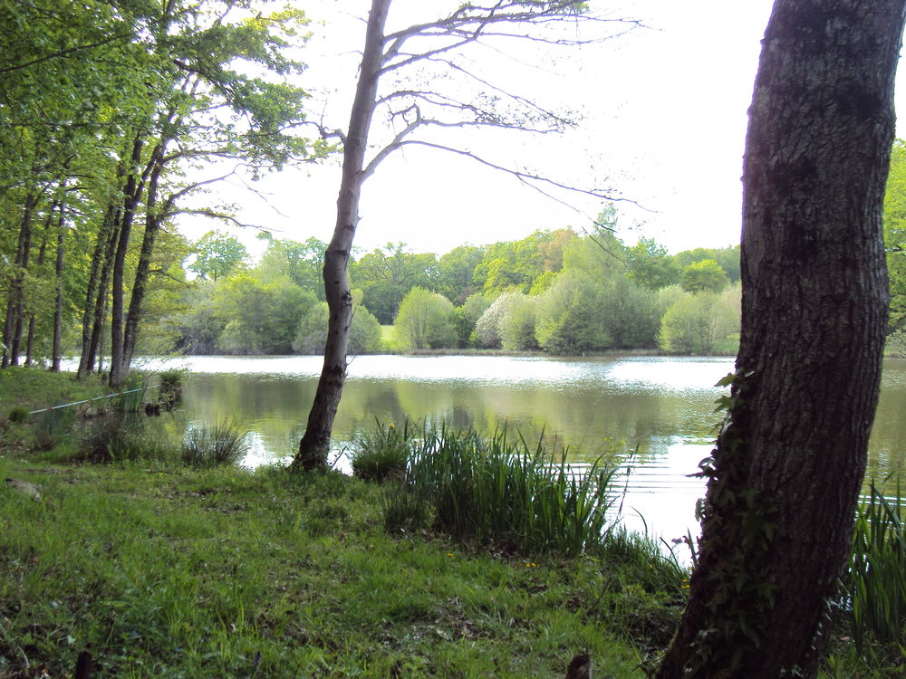 Vente Autre Etang dans la Creuse à 20 mn de Montluçon Quinssaines