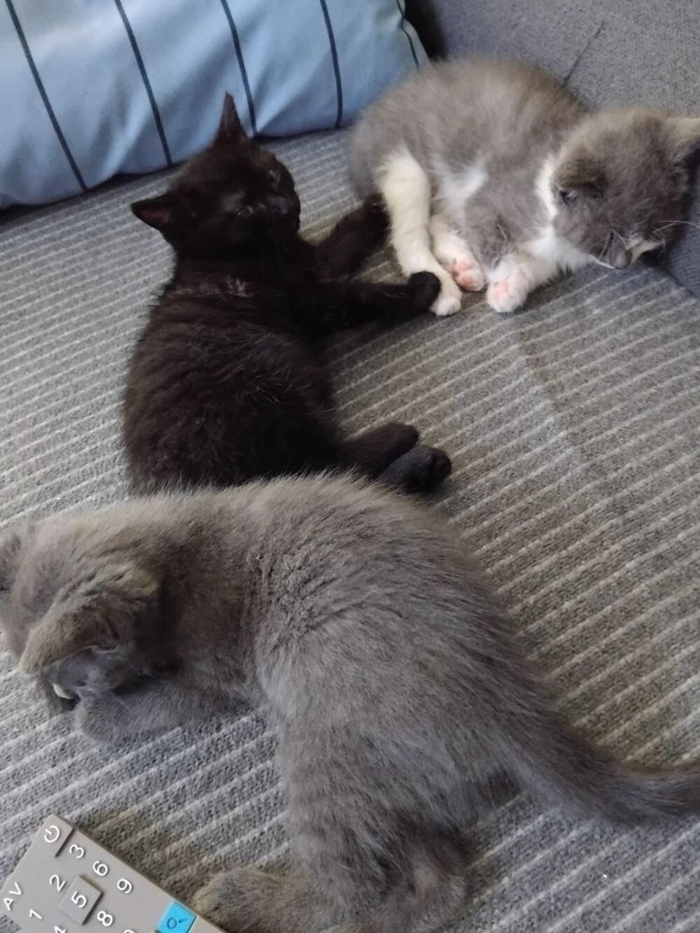 donne chatons contre bon soin 