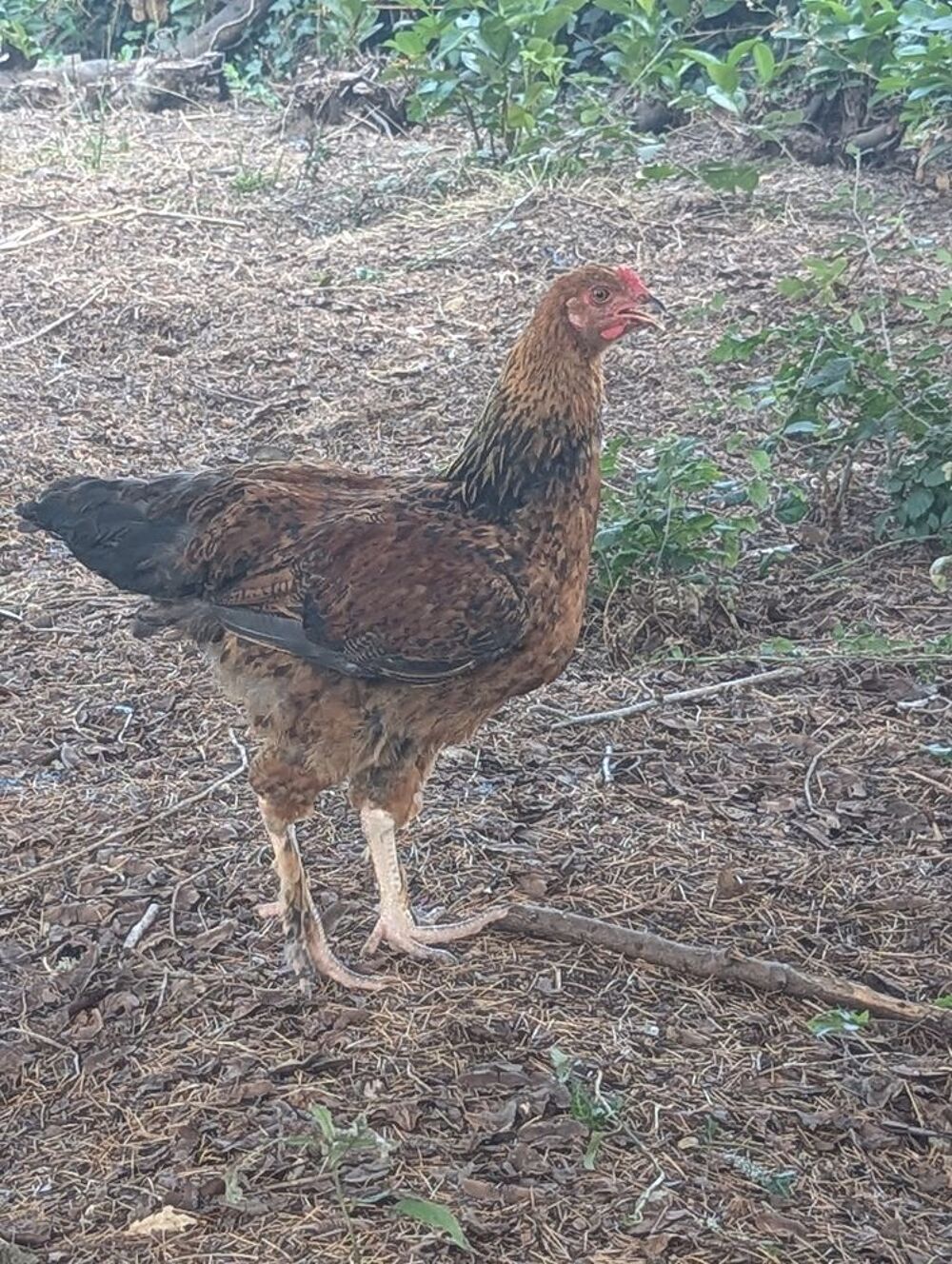   ? Superbe coq Brahma ? 4 mois ? Élevé en plein air 