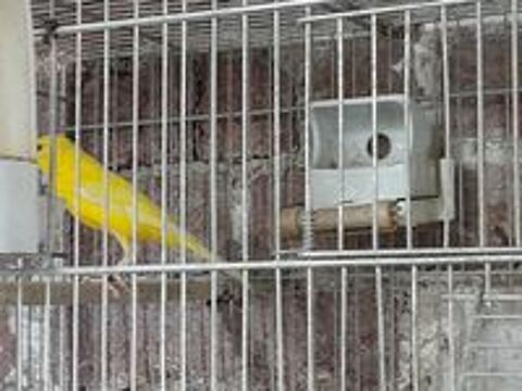   MALE CANARI RAZA JAUNE 2024 