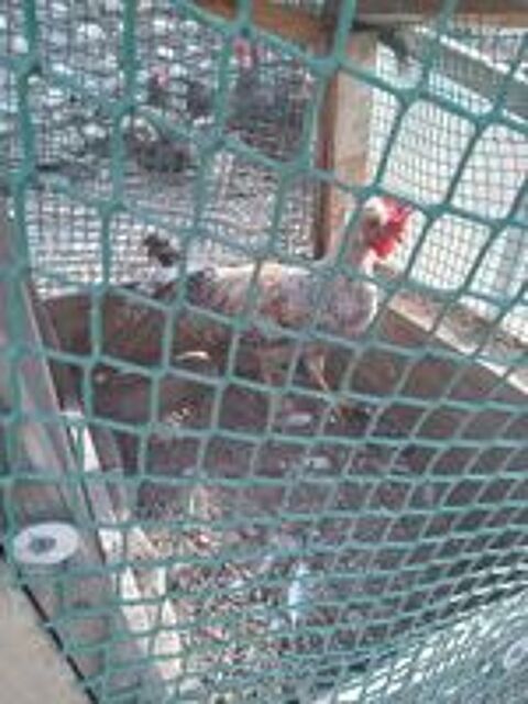   Coq de race 