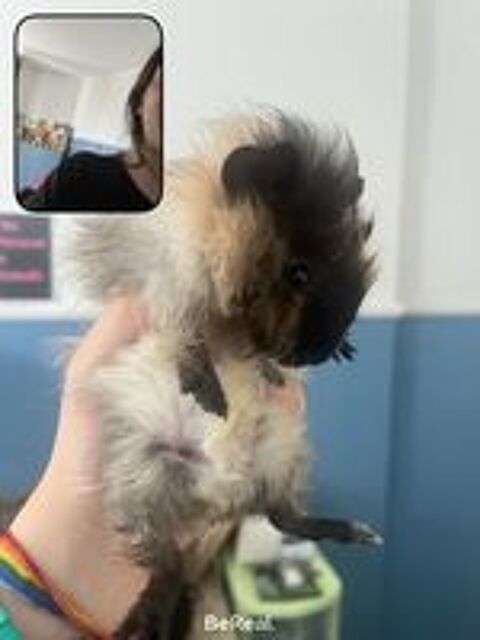   2 cochons d'inde (mre et fils) (le blanc est dcd) 