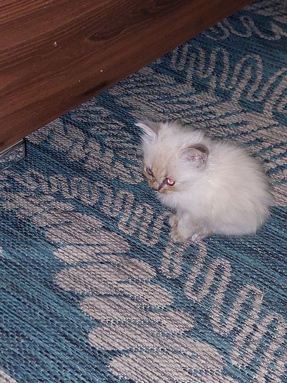   Chaton croisé sacré de Birmanie  