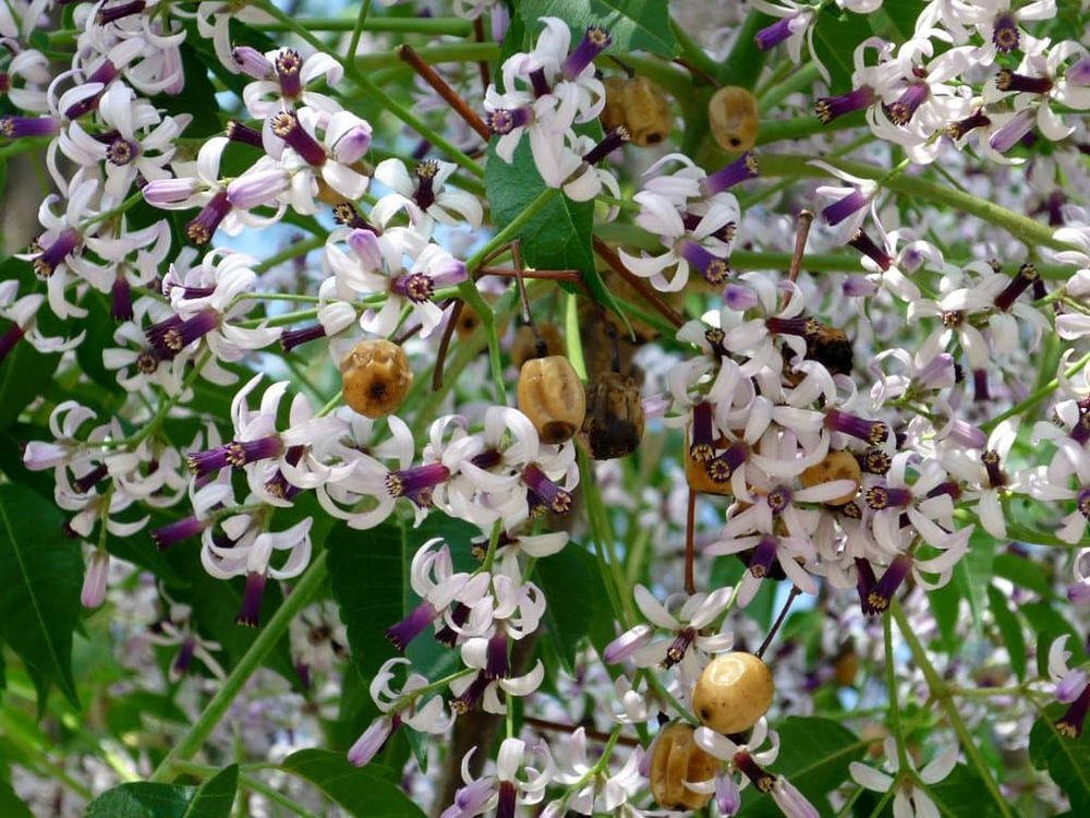 'Lilas de Perse' aussi appel&eacute; 'M&eacute;lia' en racine-nue?????? Jardin