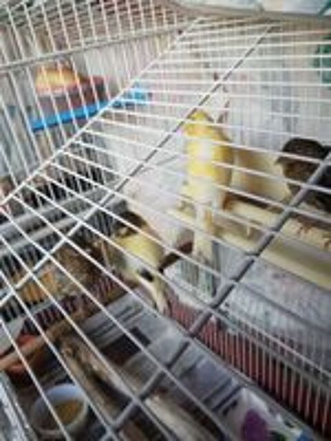  canaris élevés en famille 
