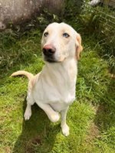   Yoshi, magnifique labrador croisé 
