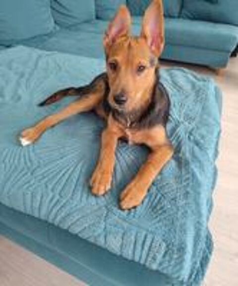   Chien mâle à adopter  