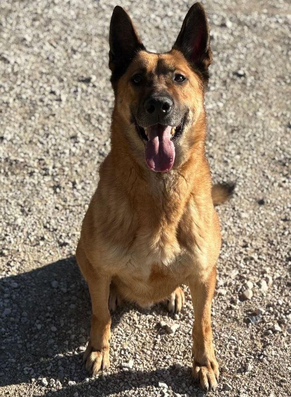   vSTORMY, berger allemand 6 ans DON LIBRE 