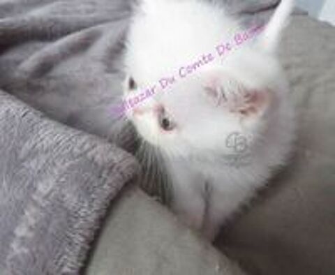   Chatons disponibles 