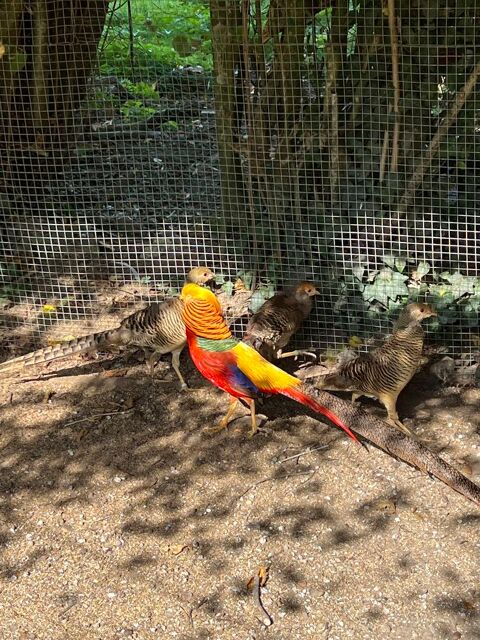 Faisan doré 5000 50 77320 Montdauphin