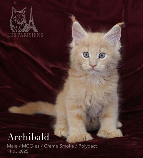 Chatons LOOF Maine Coon exceptionnels 1500 75007 Paris