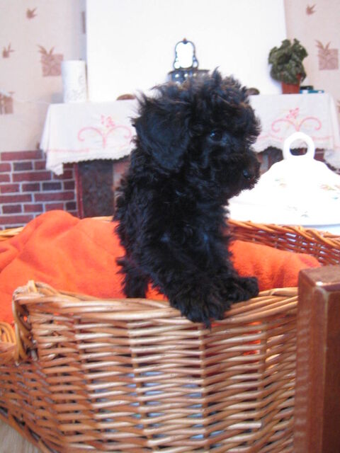 chiot caniche toy 1500 59400 Cambrai