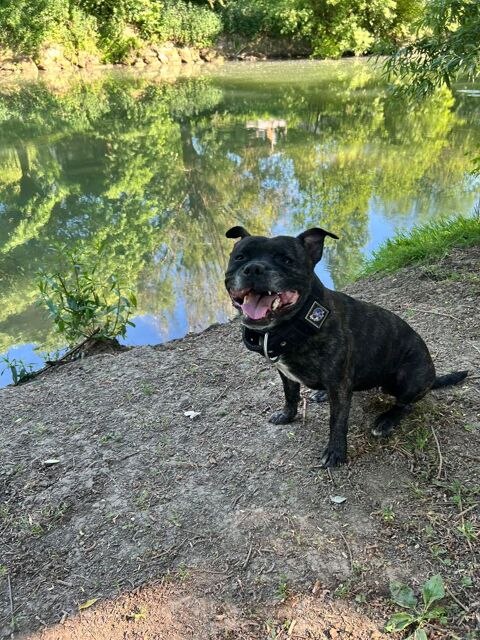 Femelle stafforshire bull terrier (staffie) de 6 ans 0 95240 Cormeilles-en-parisis