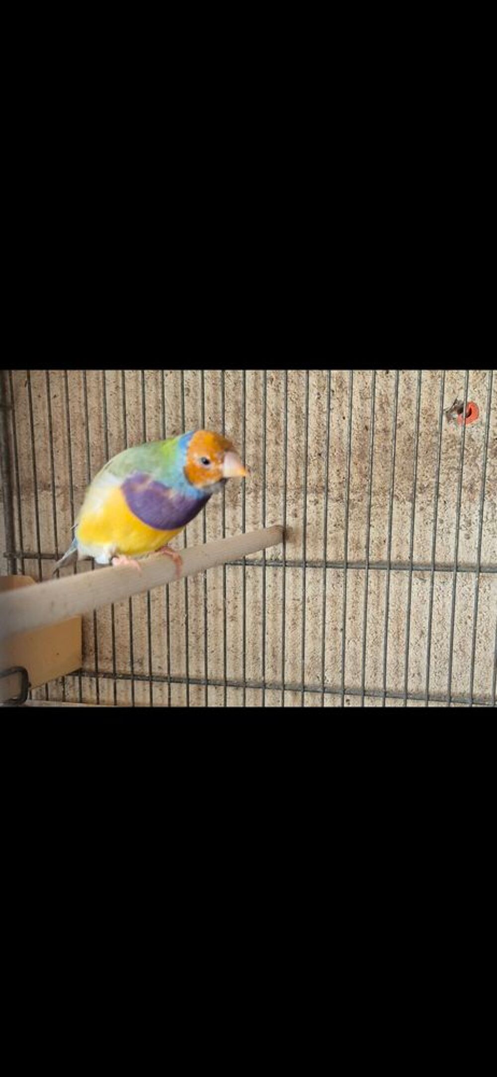   Diamant de gould 