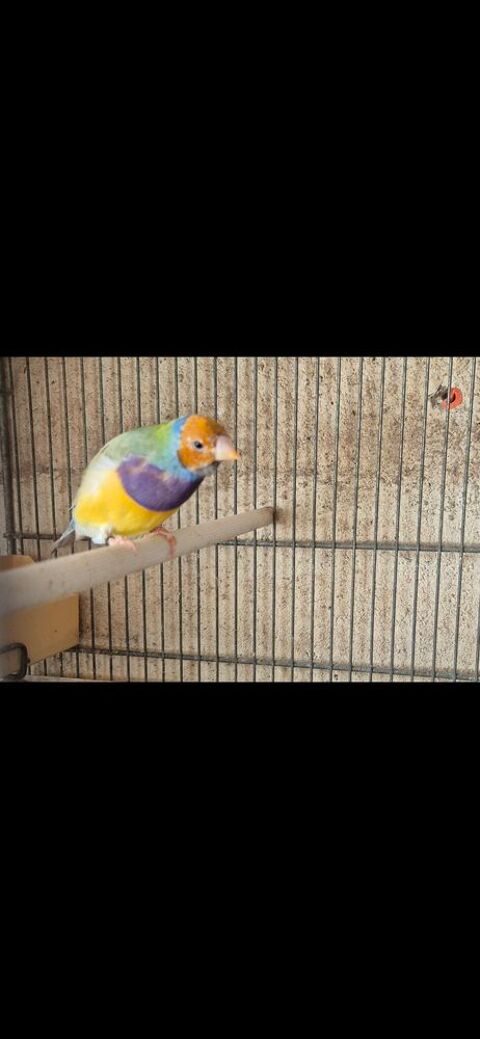 Diamant de gould 100 94490 Ormesson-sur-marne