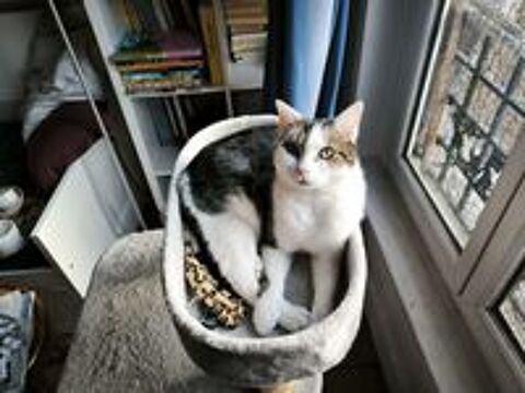  Donne chat européen Courseulles sur mer 
