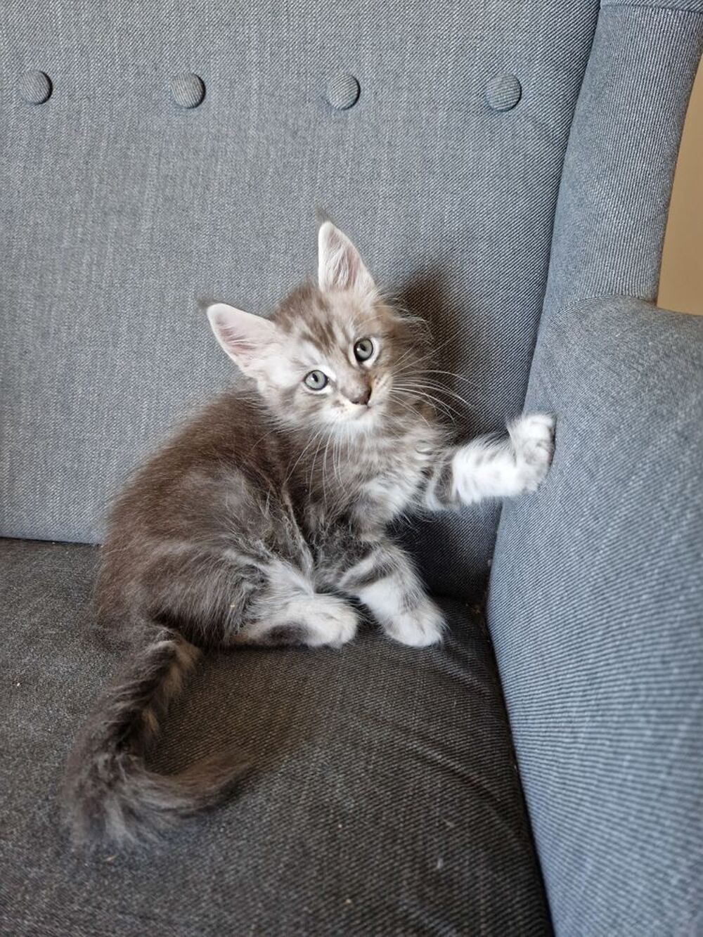   Maine Coon male LOOF née MAI 2025, dispo mi-juillet 