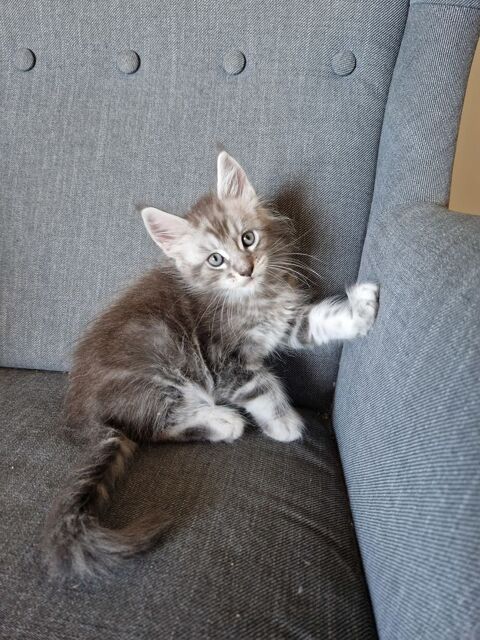 Maine Coon male LOOF n&eacute;e MAI 2025, dispo mi-juillet 1200 31810 Clermont-le-fort