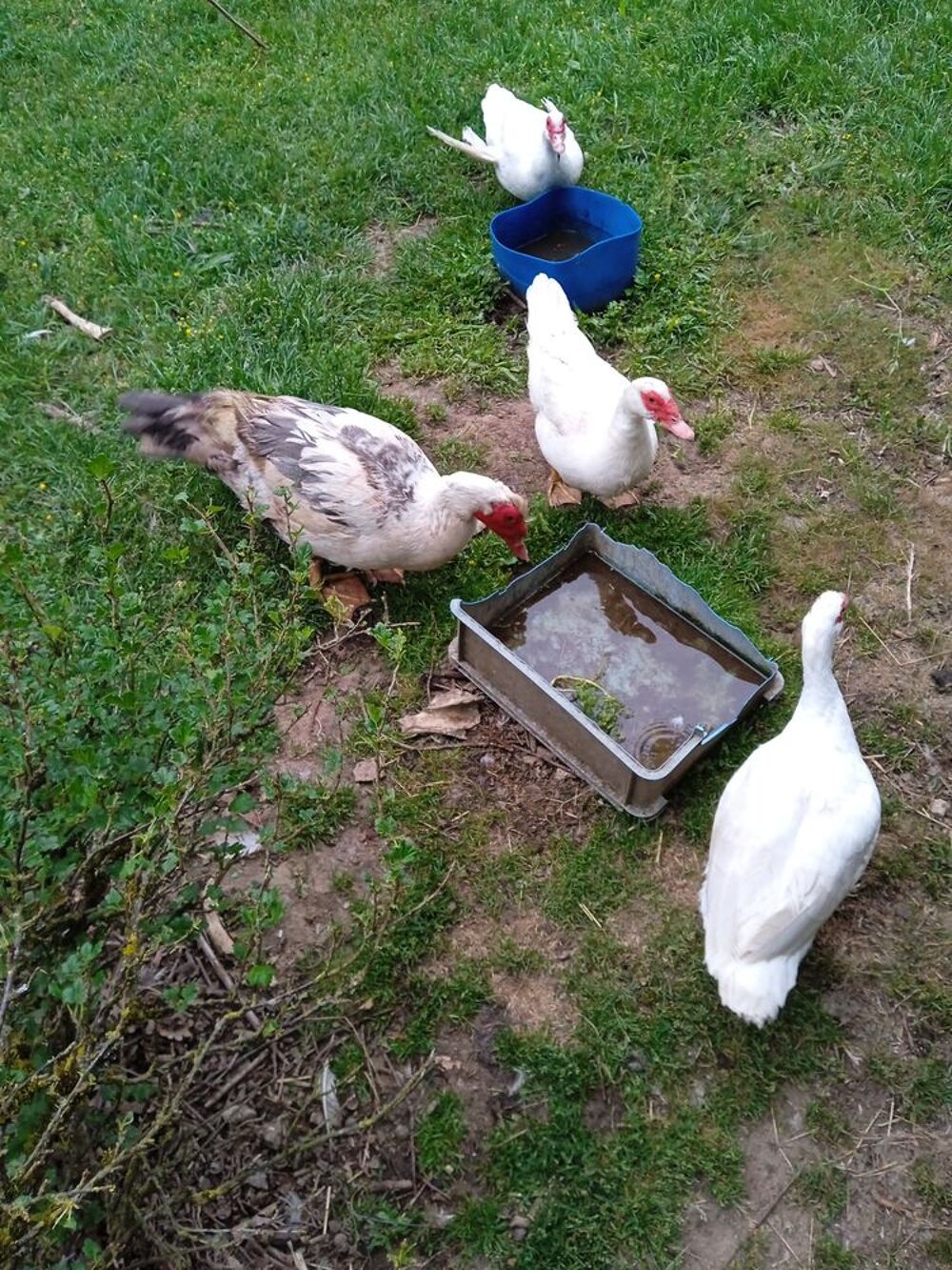   Reproducteurs canards de barbarie + coq sussex 