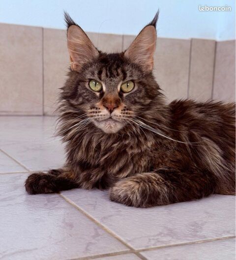 🐾✨ Maine Coon LOOF haut de gamme – Tests R.A.S 🧬 – Gros gabarit 🦁 polydactyle – Disponibles 🐱💫 1590 66450 Pollestres