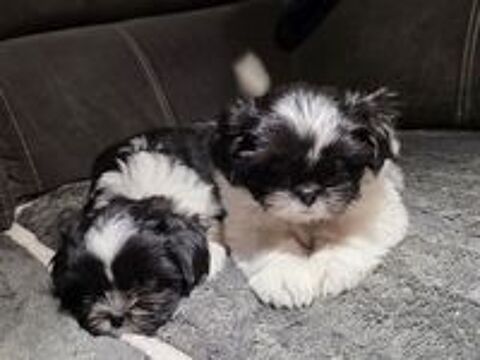   Vends chiots Shi Tzu 