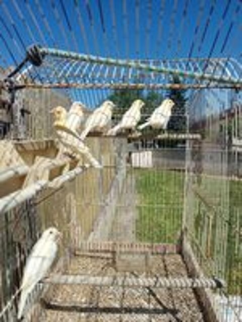   Canaris  